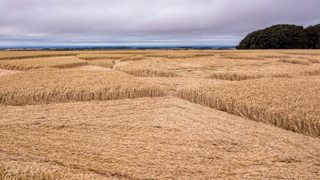 ground of Hackpen Hill from ccc