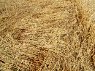 other of Rollright Stones from ccc