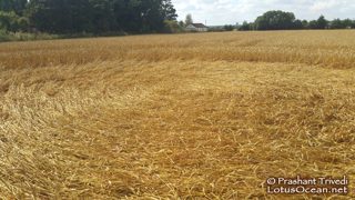 ground of Sutton Hall from ccc