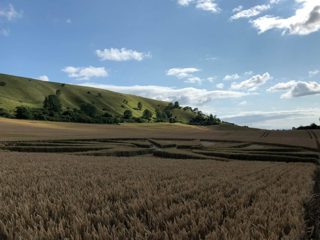 ground of Westbury White Horse from ccc