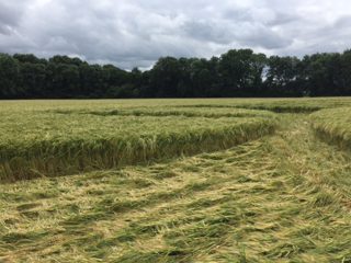 ground of Wylye from ccc