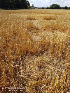 ground of Sutton Hall from ccc