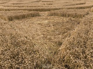 ground of Roundway Hill from ccc