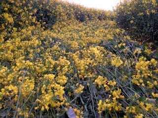 ground of Hambledon Hill