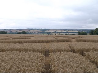 ground of Rollright Stones from ccc