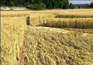 ground of Pontecurone