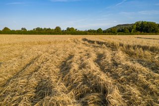 ground of Roundway Devizes from ccc