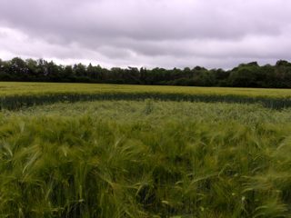 ground of Crawley Down from ccc
