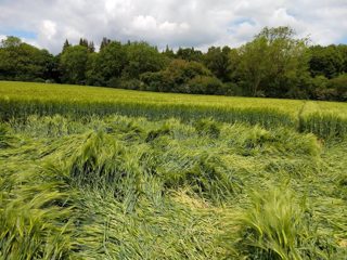 ground of Norridge Wood from ccc
