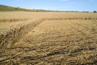 ground of Chirton Bottom from ccc