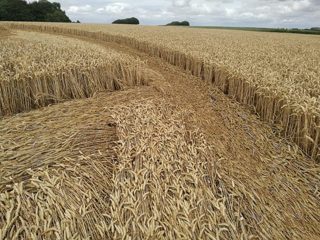 ground of Hackpen Hill from ccc