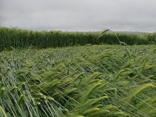 ground of Broad Hinton from ccc