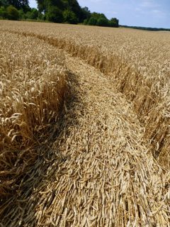 ground of Roundway Hill from ccc