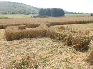 ground of Ansty from ccc