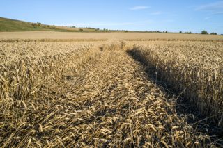 ground of Chirton Bottom from ccc
