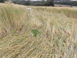 ground of Tichborne from ccc