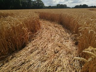 ground of Gurston Ashes from ccc