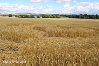 ground of Etchilhampton from ccc