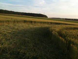 ground of Rauwiller from ccc