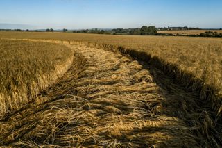 ground of Cley Hill from ccc