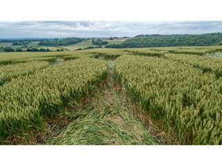 ground of Farley Mount from ccc