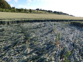 ground of Danebury Hill from ccc