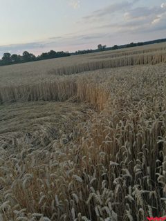 ground of Nadarzycach