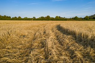 ground of Roundway Devizes from ccc