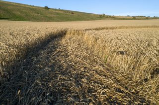 ground of Chirton Bottom from ccc