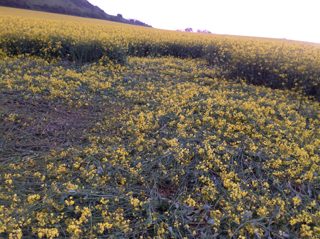 ground of Hambledon Hill from ccc