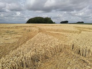 ground of Hackpen Hill from ccc