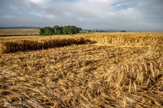 ground of Fonthill Bishop from ccc