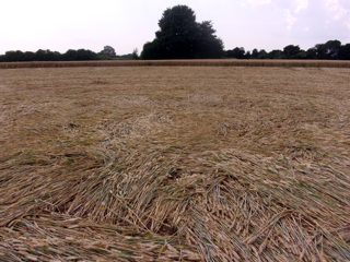 ground of Woodcote Lane from ccc