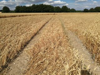 ground of Gurston Ashes from ccc