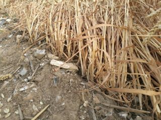 ground of Gurston Ashes from ccc
