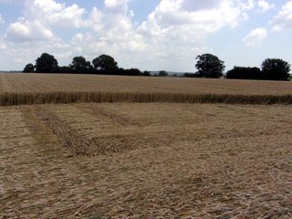 ground of Woodcote Lane from ccc