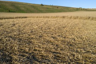 ground of Chirton Bottom from ccc