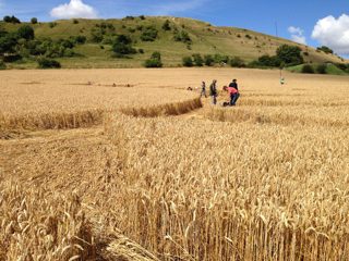 ground of Cley Hill from ccc