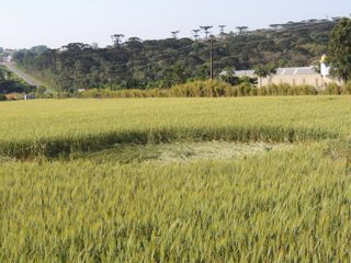 ground of Prudentópolis from ccc