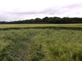 ground of Crawley Down from ccc