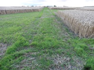 ground of Stanton St. Bernard from ccc