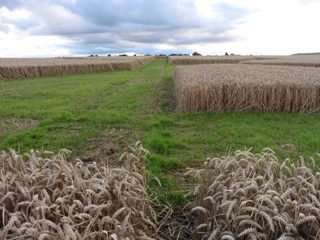ground of Stanton St. Bernard from ccc