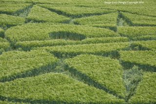 aerial of Willoughboy Hedge from ccc