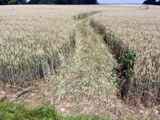 ground of Woodcote Lane from ccc