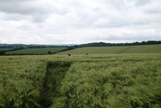 ground of Willoughboy Hedge from ccc