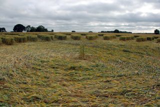 ground of Marlborough from ccc