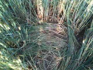 ground of Rauwiller from ccc