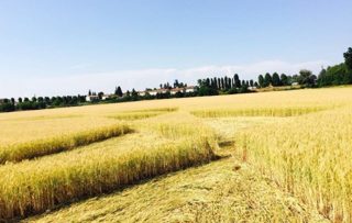 ground of Pontecurone from ccc