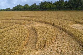 ground of Yarnbury Castle from ccc