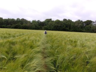 ground of Crawley Down from ccc
